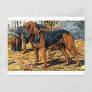 Bloodhound Postcard