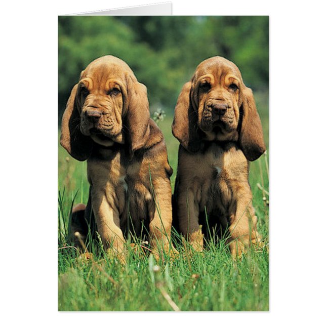 Bloodhound Puppies (Front)