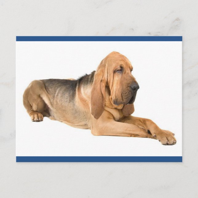 Bloodhound Puppy Dog Greeting Postcard (Front)