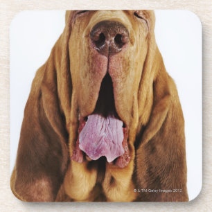 Bloodhound (St. Hubert Hound) with closed eyes, Coaster