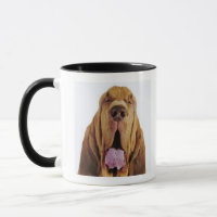 Bloodhound (St. Hubert Hound) with closed eyes,