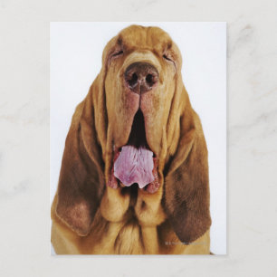 Bloodhound (St. Hubert Hound) with closed eyes, Postcard