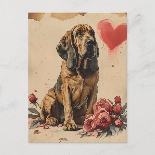 Bloodhound vintage Valentine's Day  Postcard (Front)