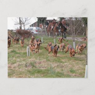 bloodhounds working postcard