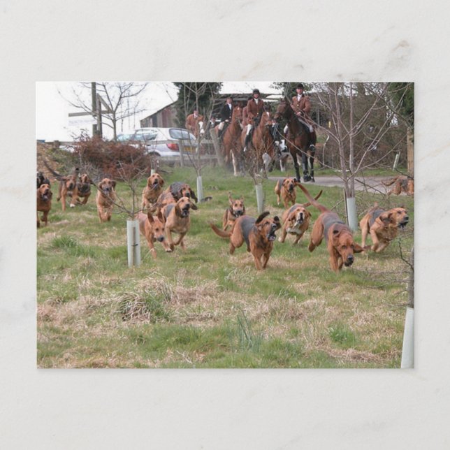 bloodhounds working postcard (Front)