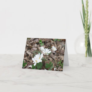Bloodroot Bouquet Card