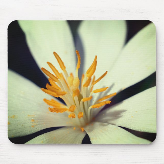 Bloodroot Flower Centre Close Up Mouse Mat (Front)