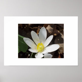 Bloodroot flower poster