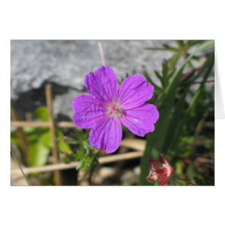 Bloody Cranesbill flower