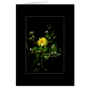 Bloom and Buds