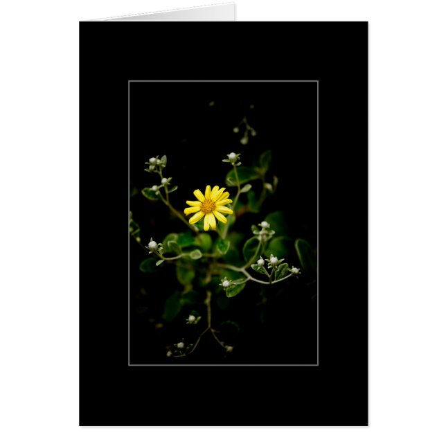 Bloom and Buds (Front)