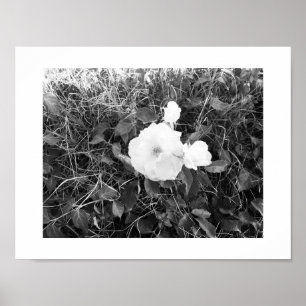 Bloom Black and White Photography Poster