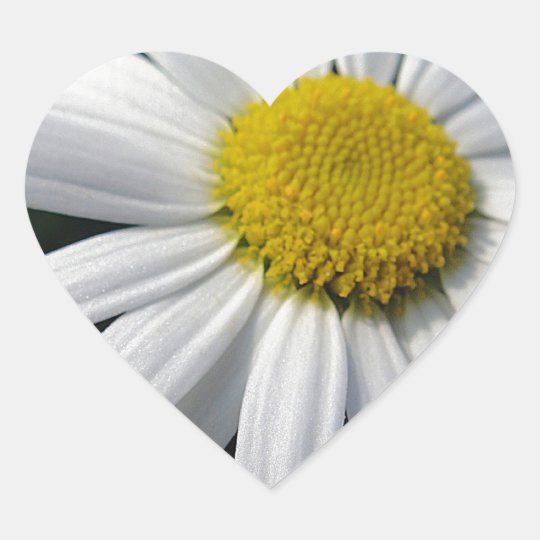 Bloom center white daisy heart sticker