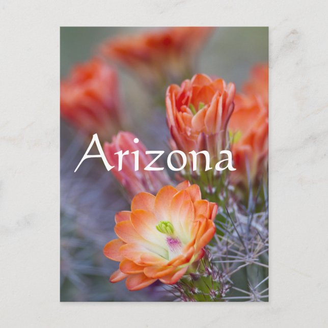 Bloom in Orange, Arizona Postcard (Front)