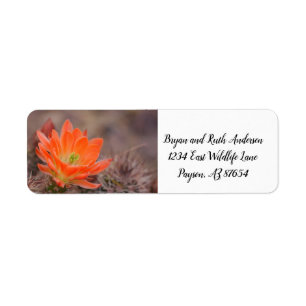 Bloom in orange cactus blossom