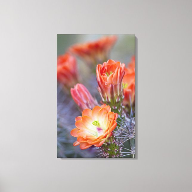 Bloom in orange cactus blossom canvas print (Front)