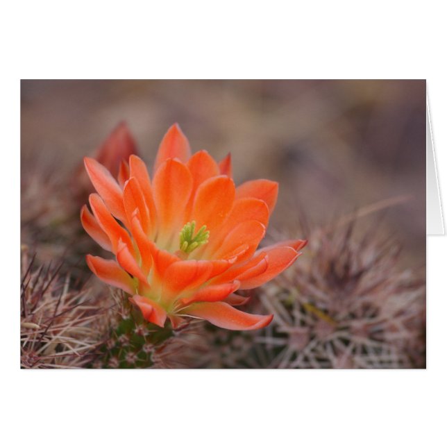 bloom in orange card (Front Horizontal)