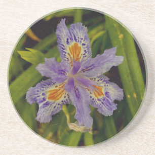 bloom in purple coaster