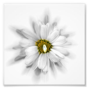 bloom in shades of white photo print