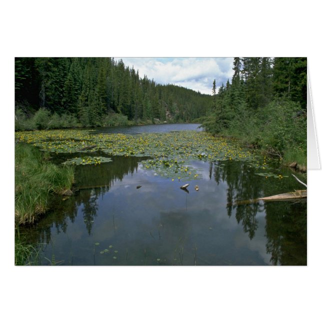 Bloom In Water (Front Horizontal)