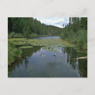 Bloom In Water Postcard