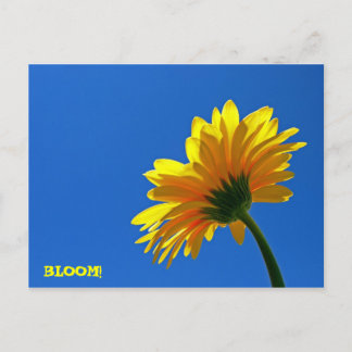 BLOOM! Postcard