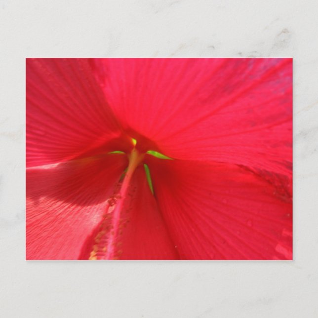 Bloom Postcard (Front)