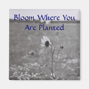 Bloom Where You Are Planted Magnet