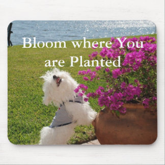 Bloom where You are Planted mousepad image