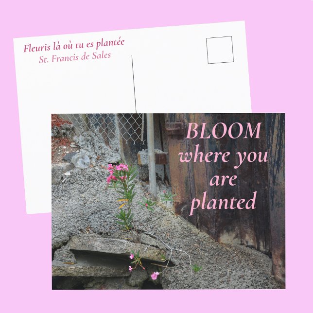 Bloom Where You are Planted Pink Floral Postcard (Creator Uploaded)