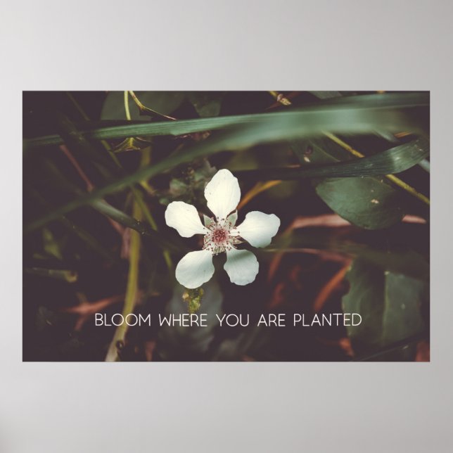 Bloom Where you are planted Poster (Front)