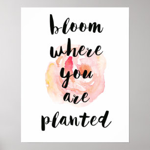 Bloom Where You Are Planted Watercolor Rose Poster