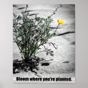 Bloom Where You're Planted Motivational Poster