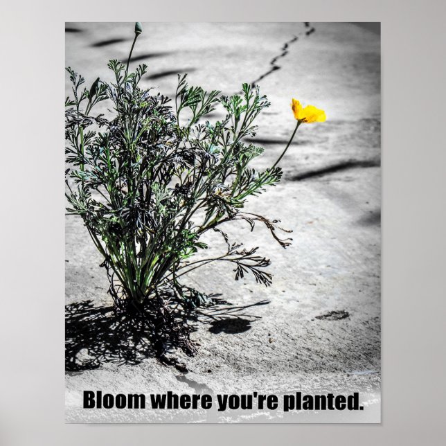 Bloom Where You're Planted Motivational Poster (Front)