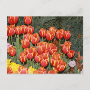 Bloomin' Tulips! Postcard