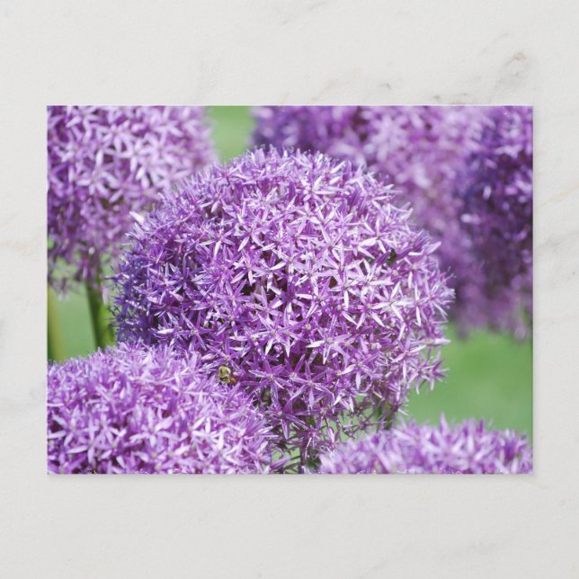 Blooming Allium Flowers  Postcard (Front)
