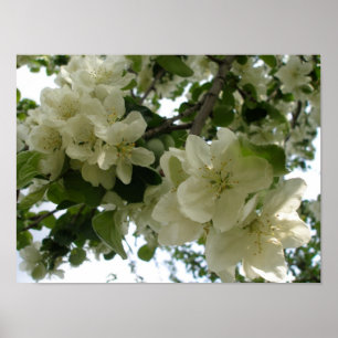 Blooming Apple Tree Print