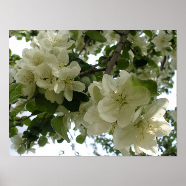 Blooming Apple Tree Print (Front)