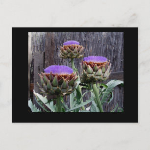 Blooming Artichokes Postcard