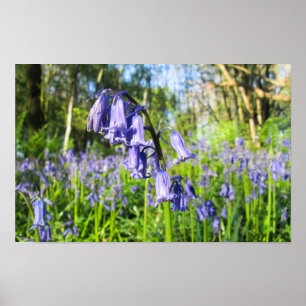 Blooming Bluebells - Personalised Poster