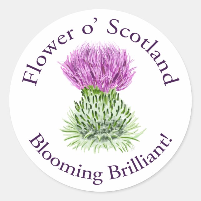 Blooming Brilliant Scottish Thistle Classic Round Sticker (Front)