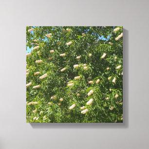 Blooming Buckeye Canvas Print