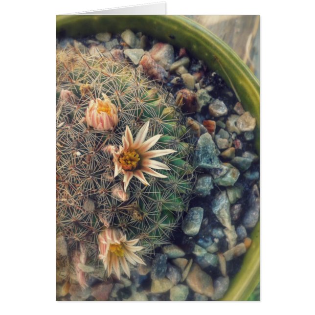 Blooming Cacti (Front)