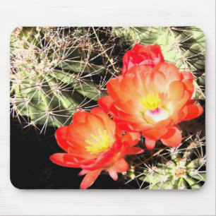 Blooming Cactus at Night Mouse Mat