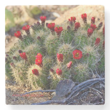 Blooming Cactus photography by Ann Charles