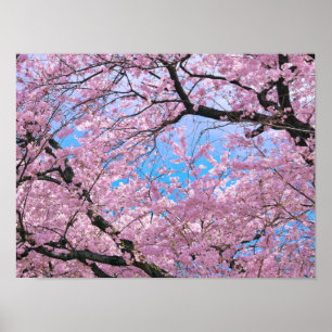 Blooming Cherry Blossoms Poster