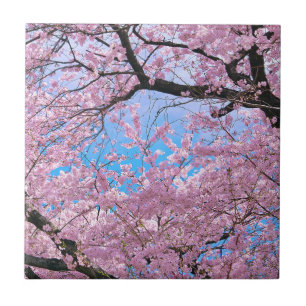 Blooming Cherry Blossoms Tile