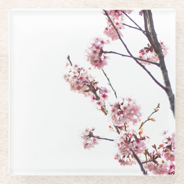 Blooming Cherry Tree Glass Coaster (Front)