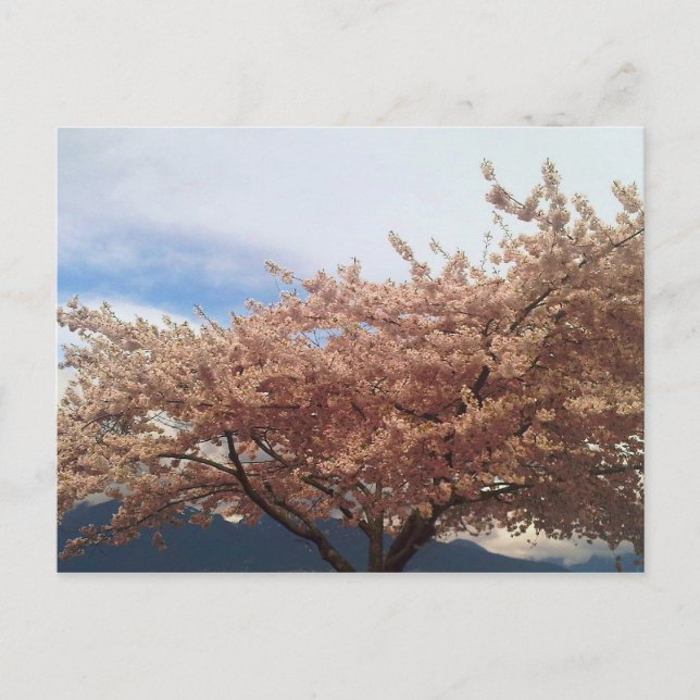 Blooming Cherry Tree Postcard (Front)