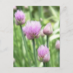 Blooming Chives Postcard